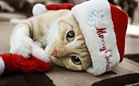 Tierno gato navideños imagenes para whatsapp