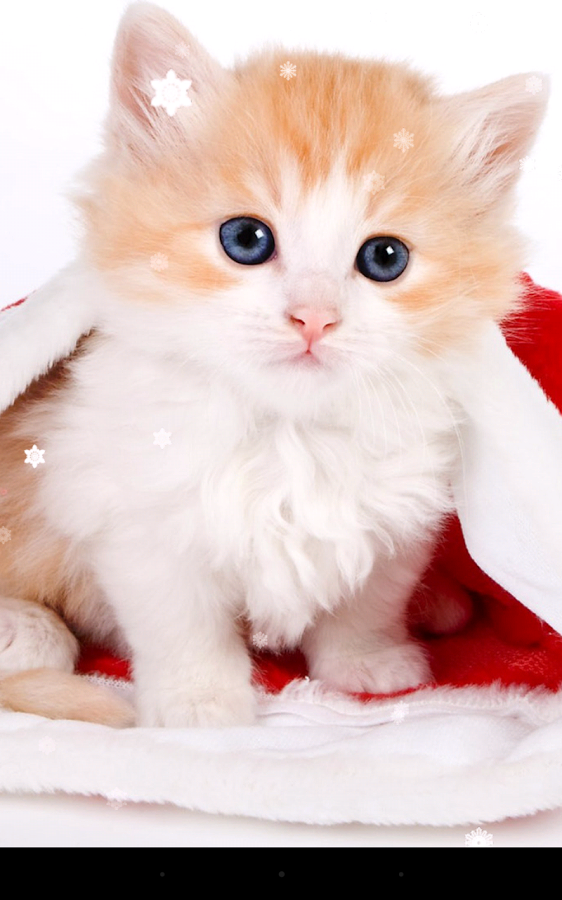 Tierna imagen para fondo de celular con un gatito navideño
